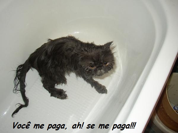 Gato no banho