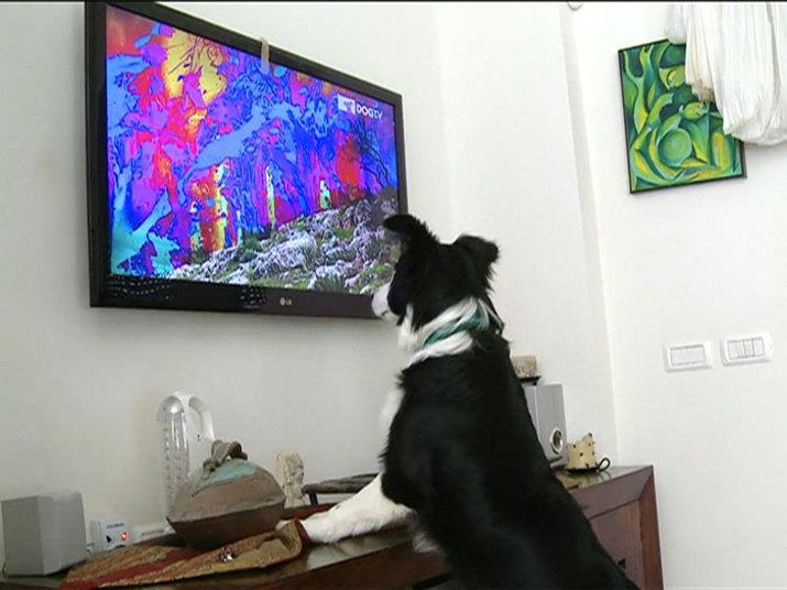 Dog TV - TV Especializada para Cães