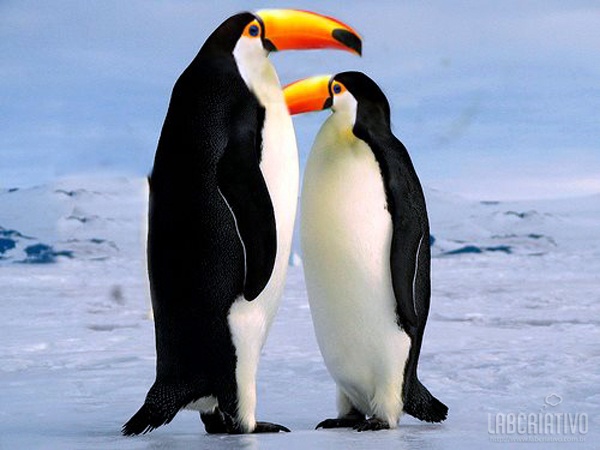 Cruzamento entre Pinguim + Tucano