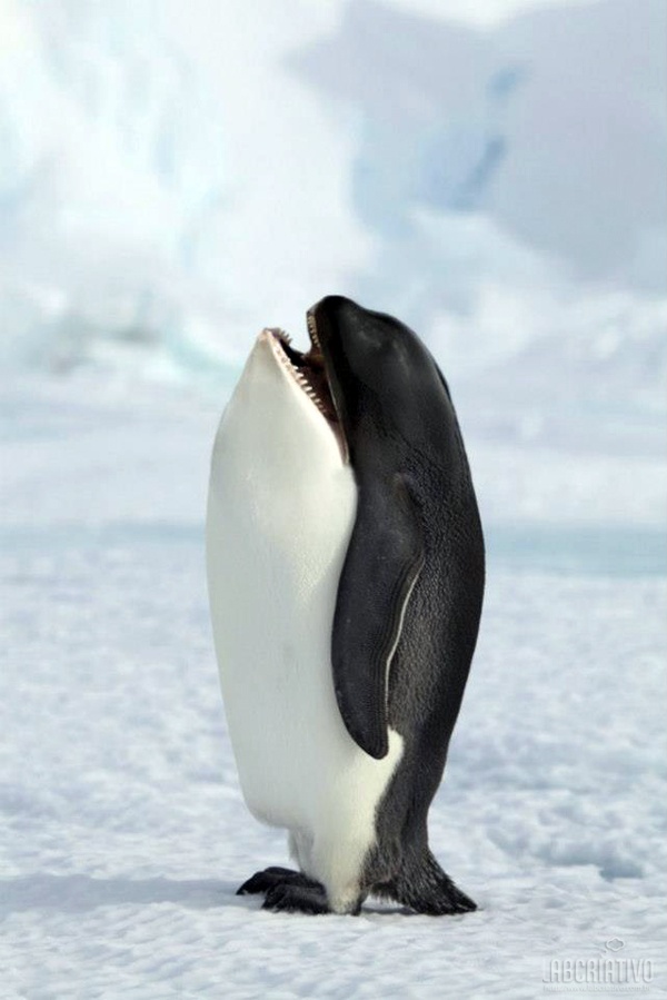 cruzamento de orca com pinguim